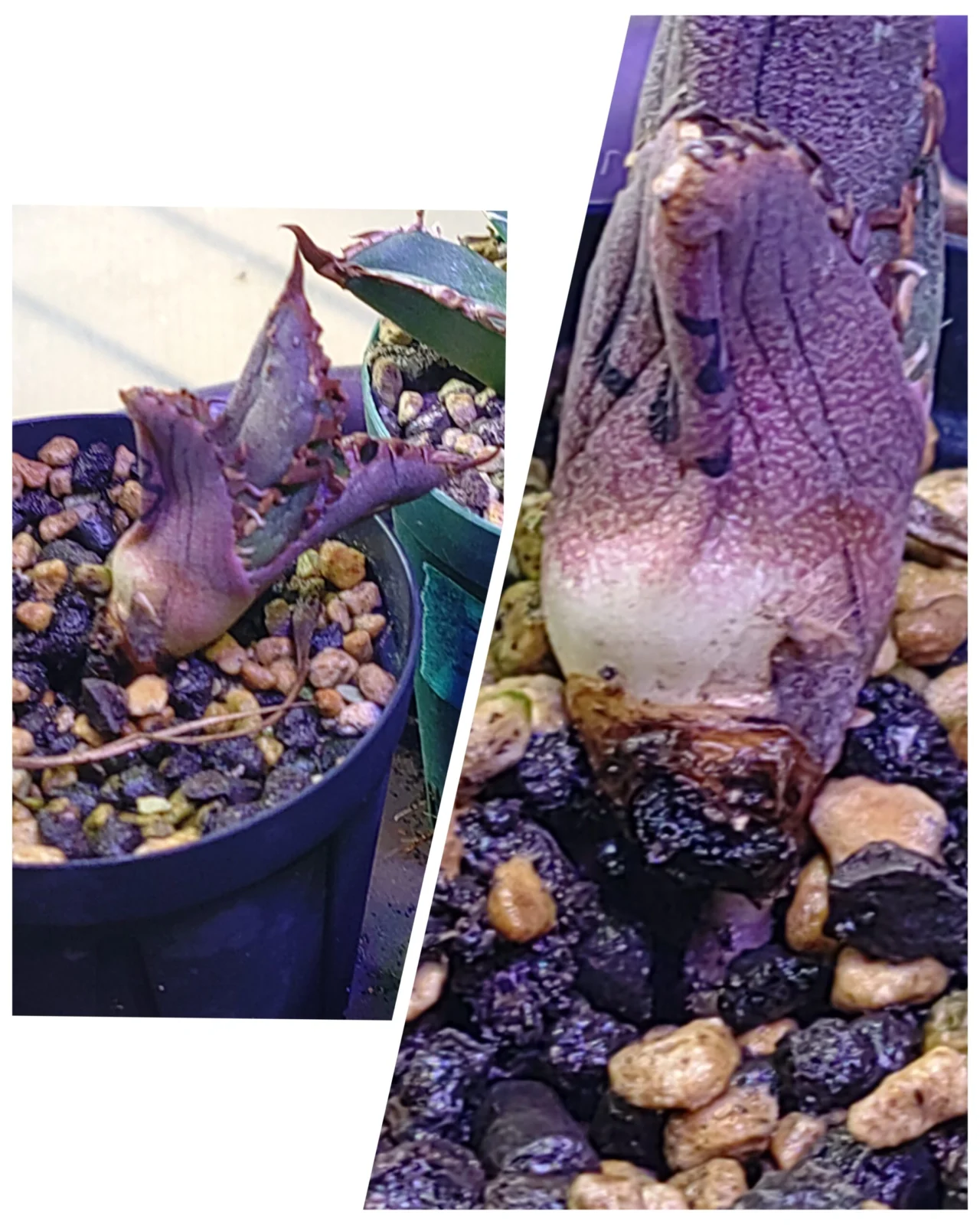 アガベ　チタノタ　南極星　？