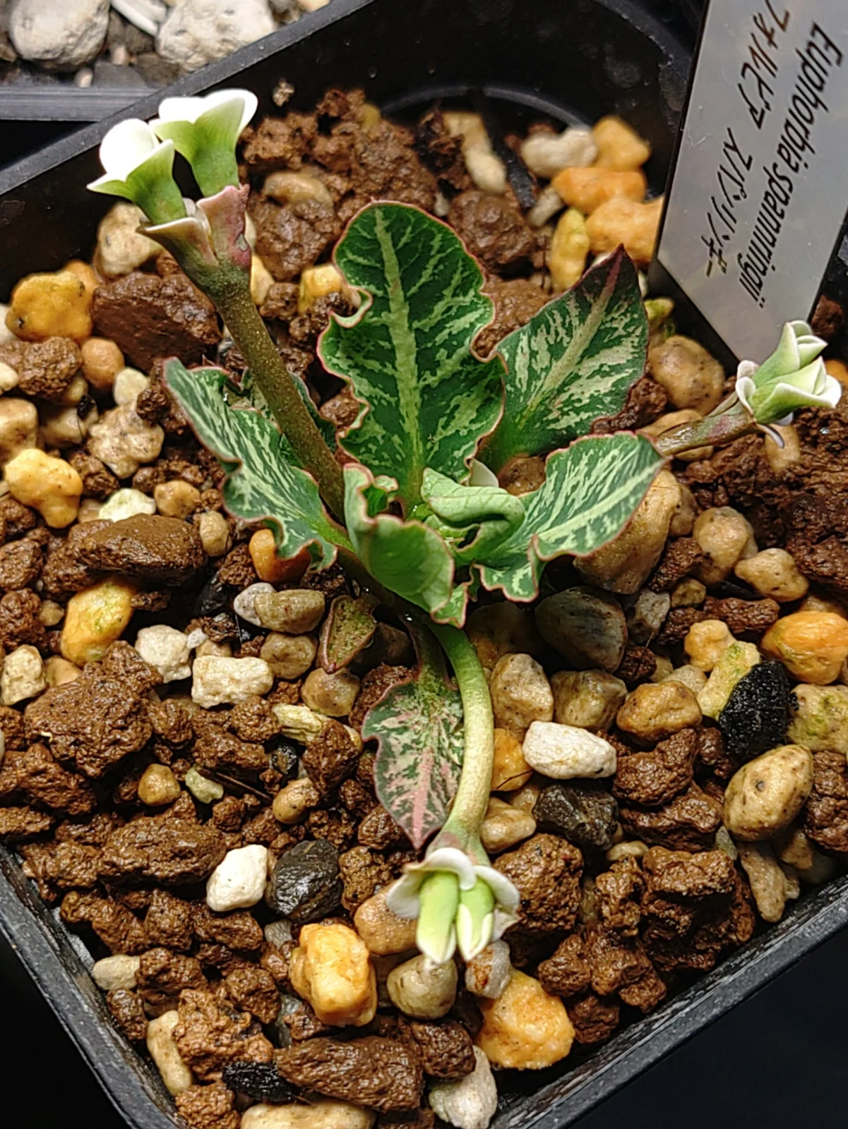 ユーフォルビア　スパンリンギー