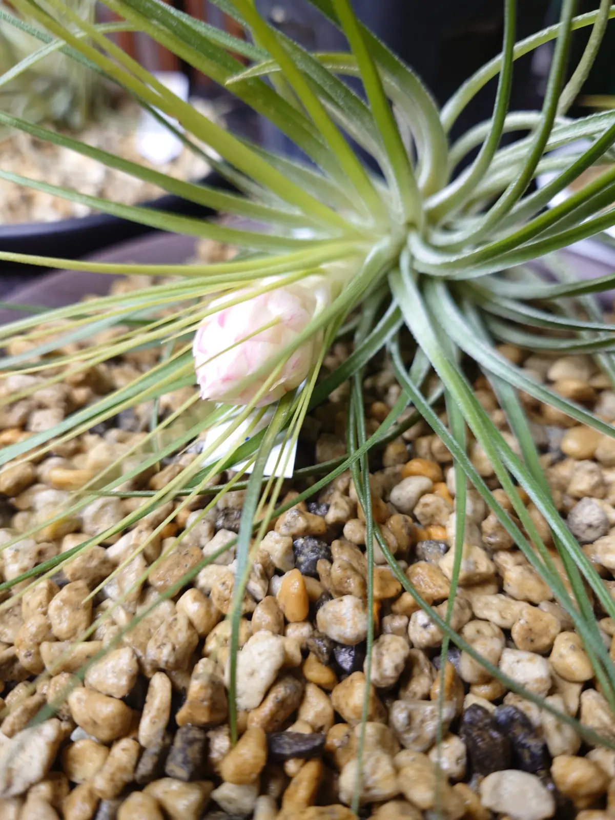 ティランジア ストリクタ マナ