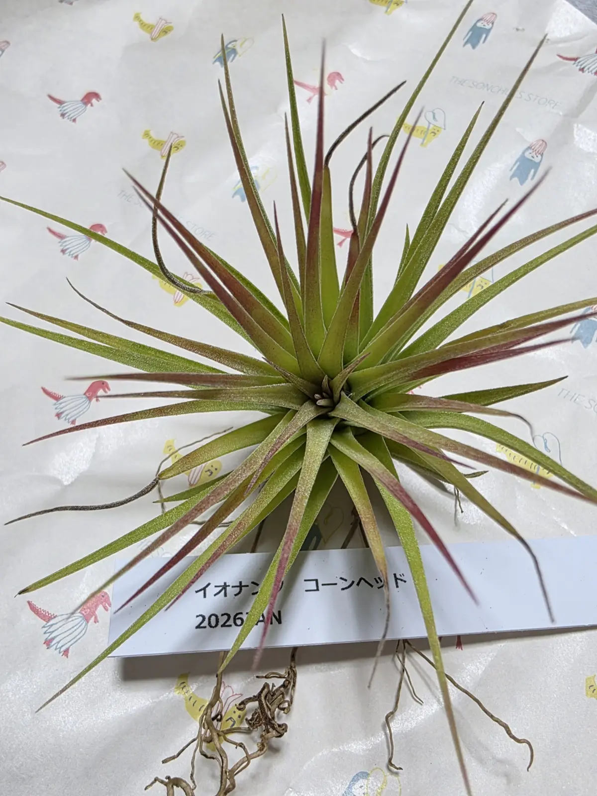 チランジア イオナンタ コーンヘッド