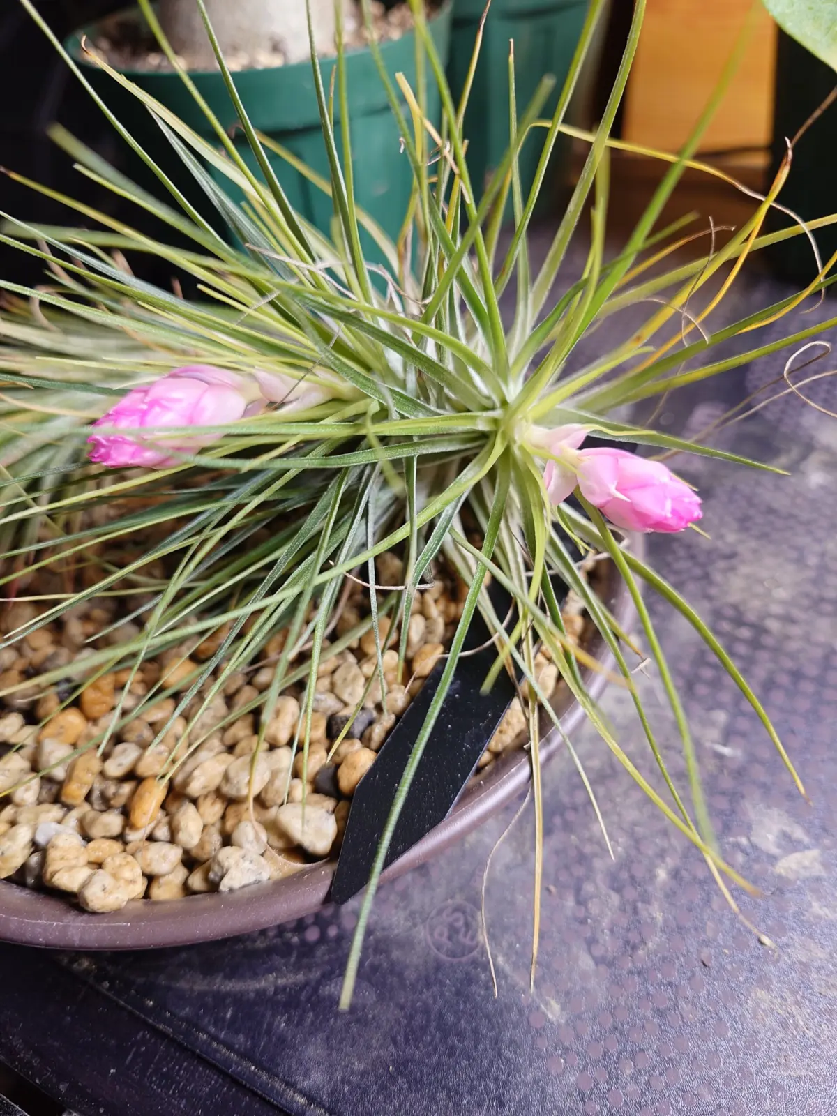 ティランジア ストリクタ ミナ