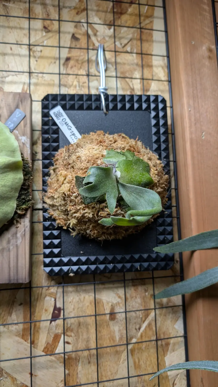 ビカクシダ　OMG