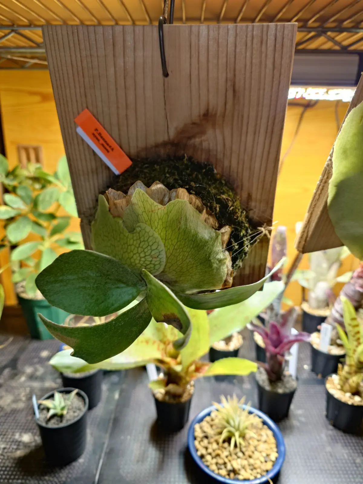 ビカクシダ　バンナ