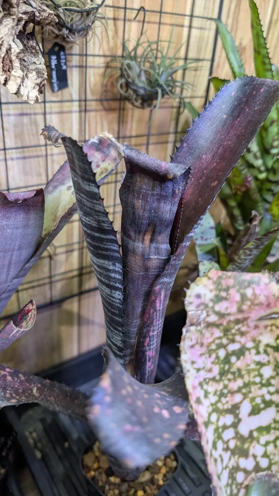 ビルベルギア　オビワン