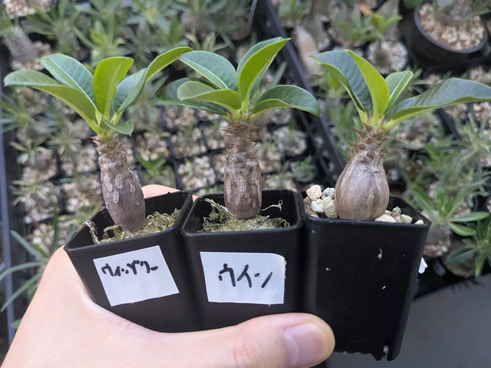 パキポディウム ウィンゾリー 水苔実験