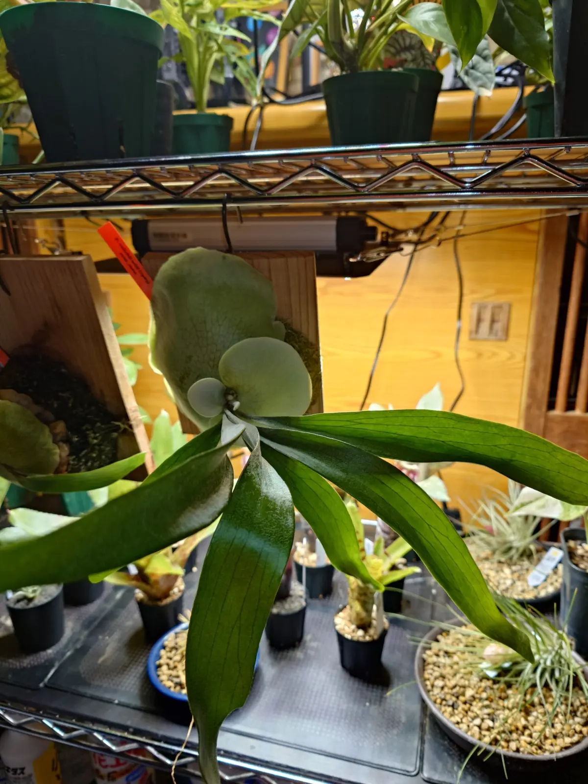 ビカクシダ　ベイチー