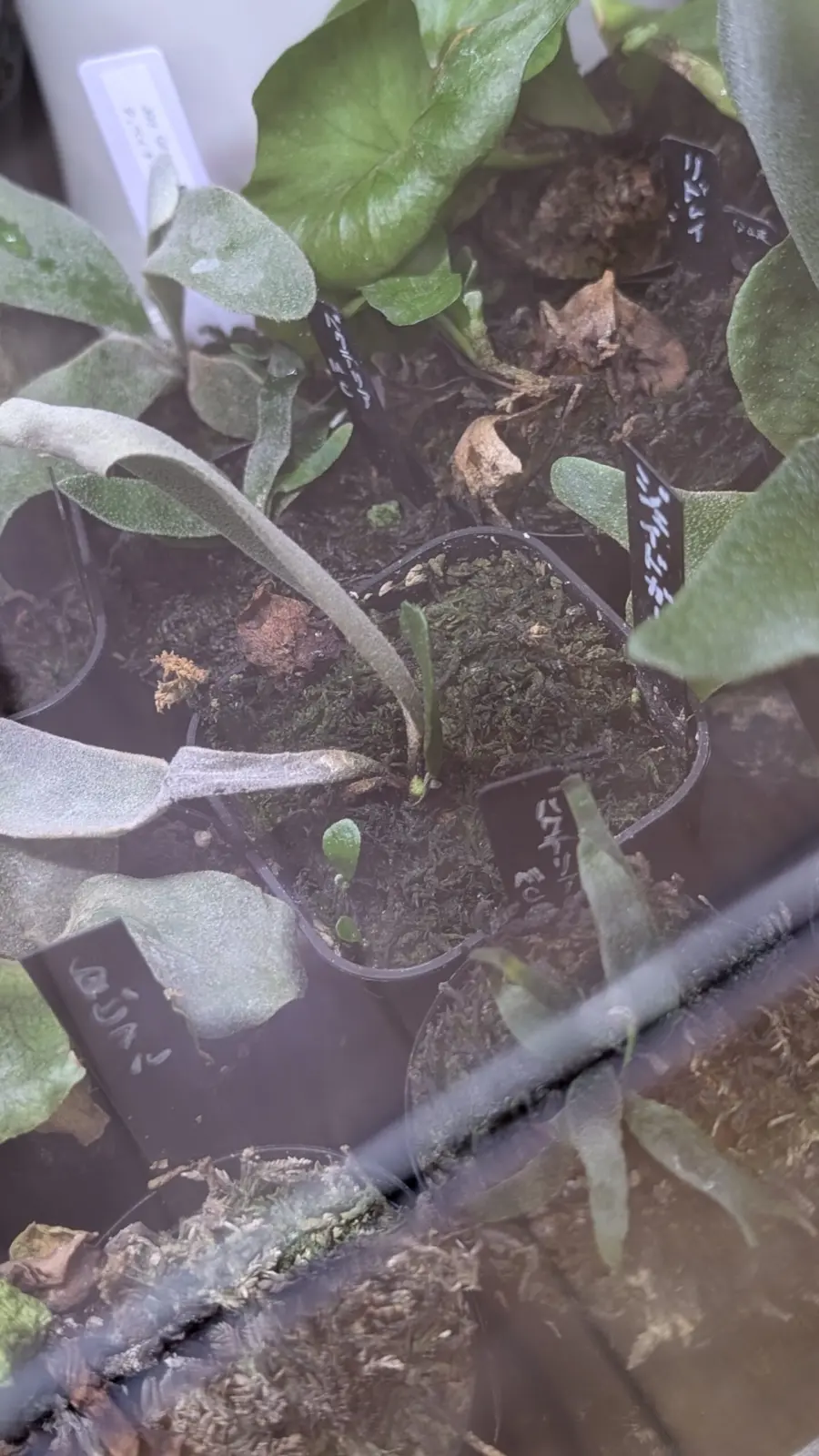 ビカクシダ　ジェイドガール