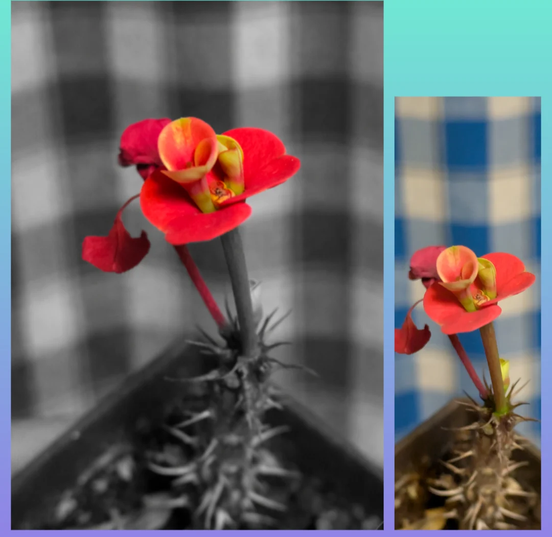 ユーフォルビア·ミリー