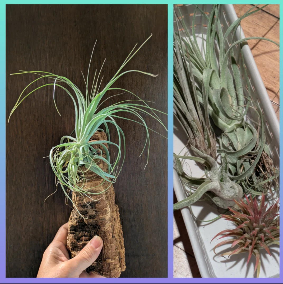 ティランジア·ガルドゥネリ