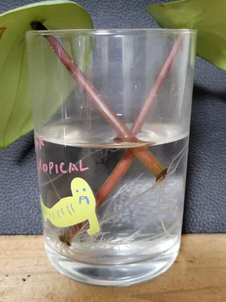 ペペロミア サンデルシー スイカペペ 水差し