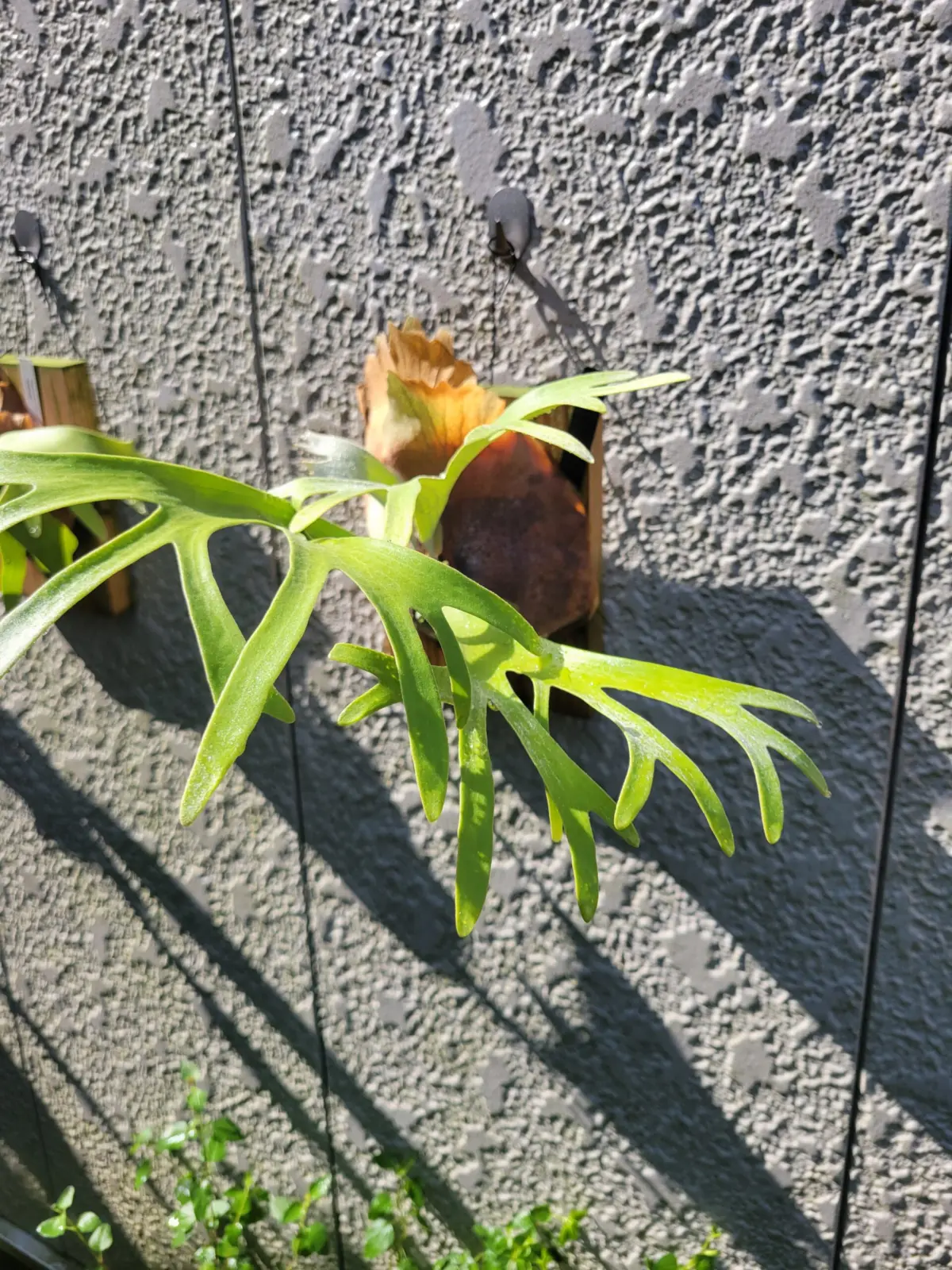 ビカクシダ カイゲン