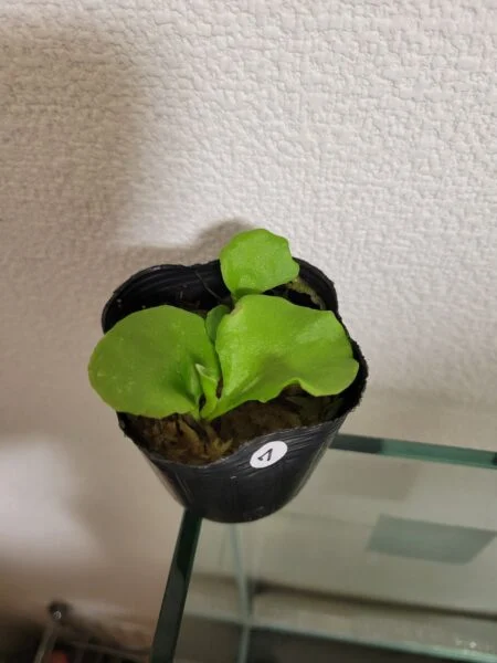 ビカクシダ リドレイ