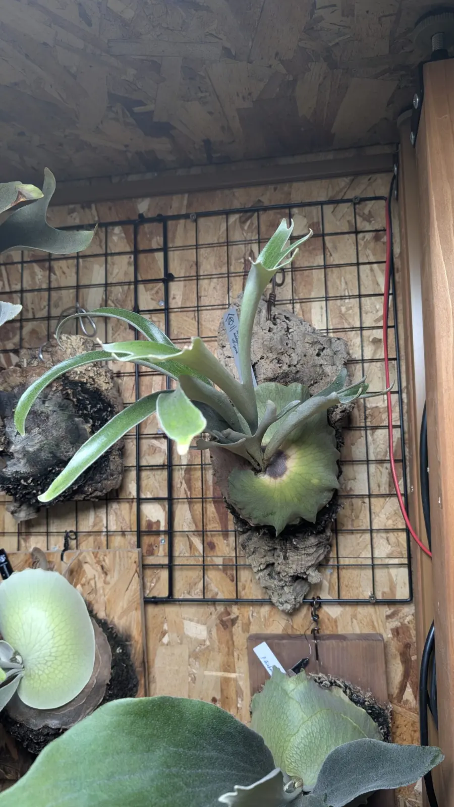 ビカクシダ　アルシコリネマダガスカル