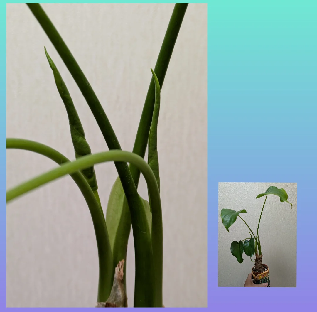 アロカシア·オドラ