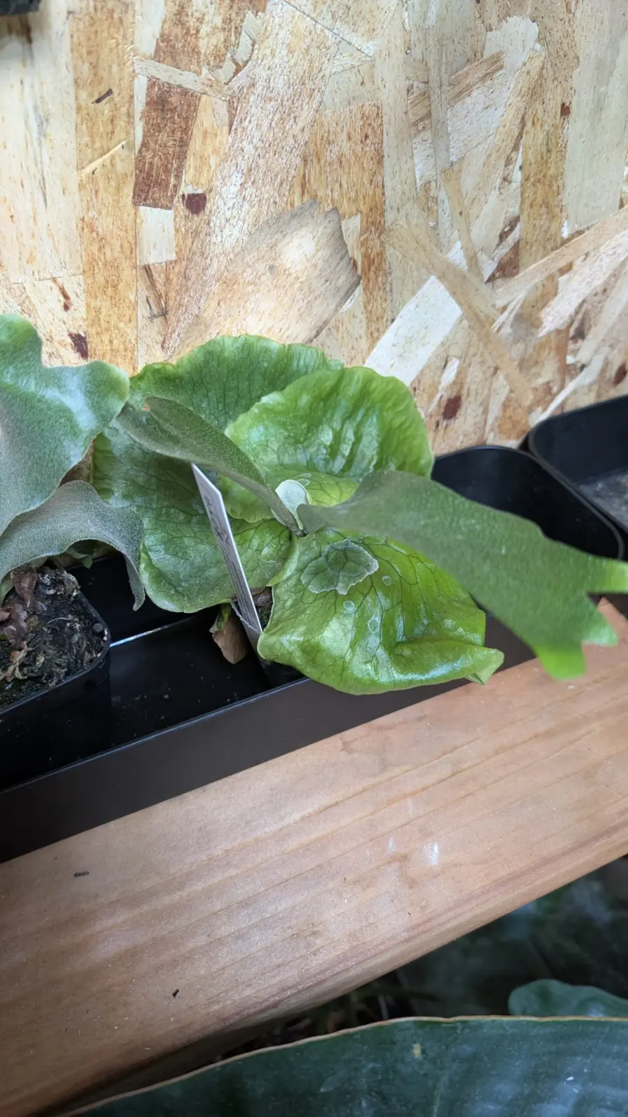 ビカクシダ　ステマリア