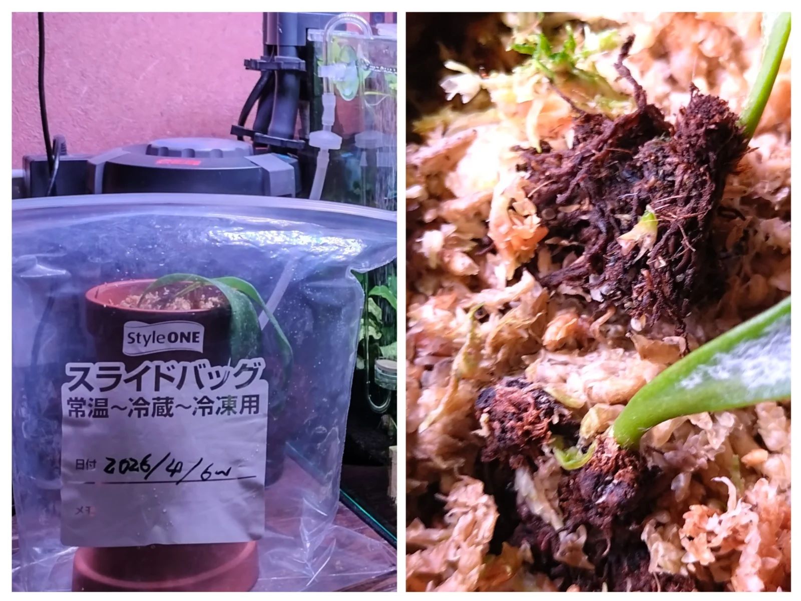 ビカクシダ　コウモリラン