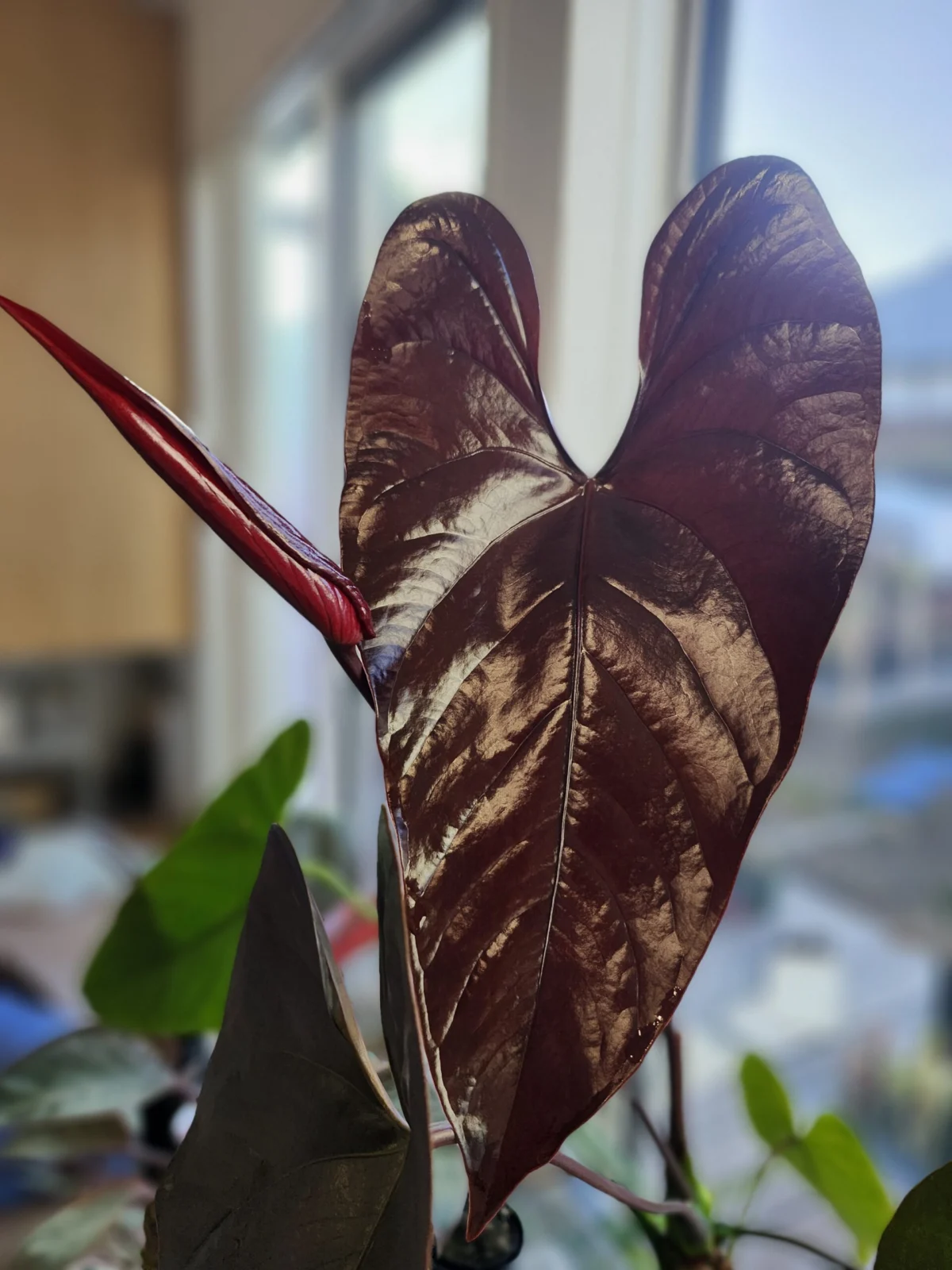 アンスリウム　トムズレッド　花芽　新葉