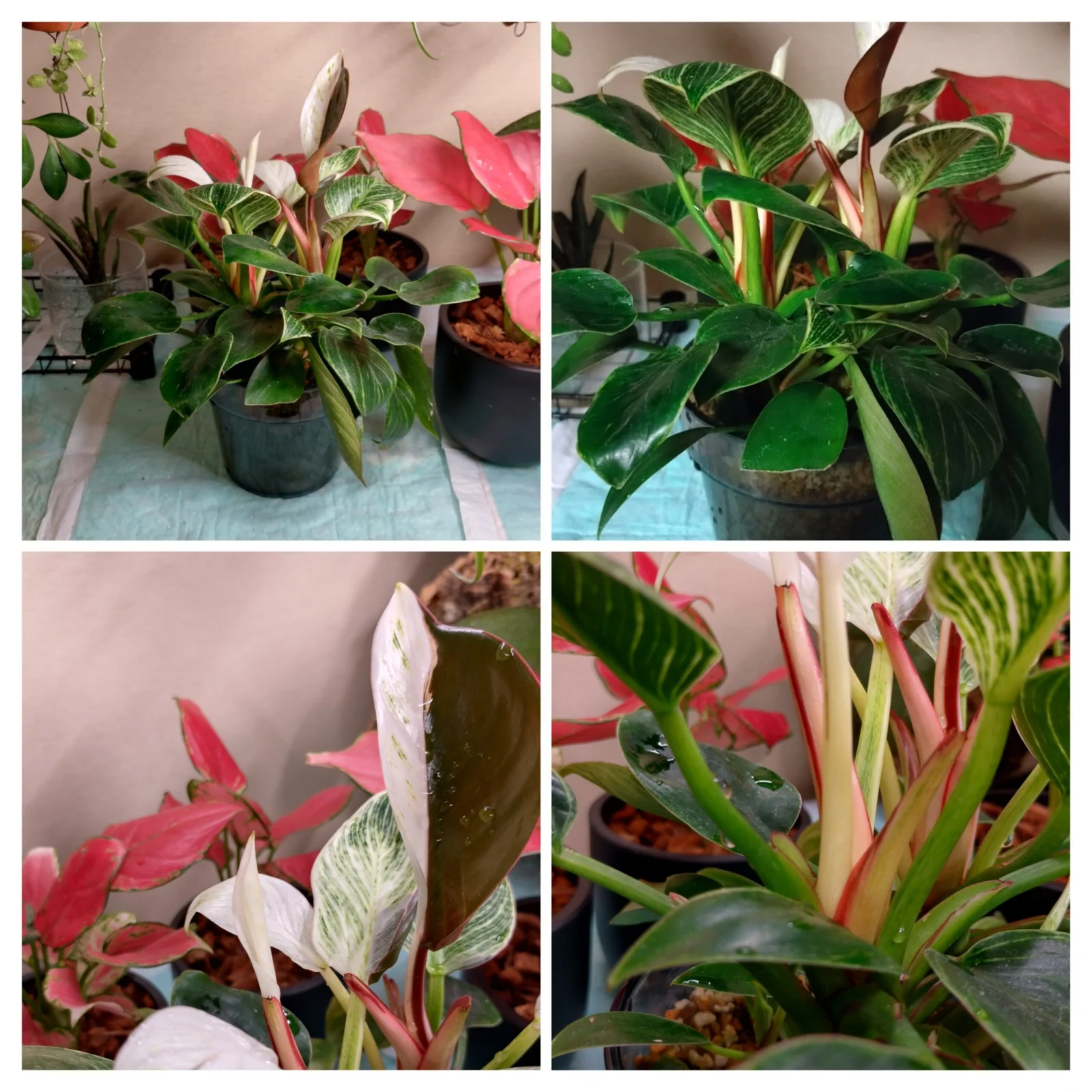 フィロデンドロン　バーキン