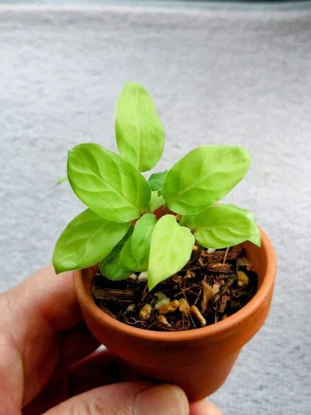 マランタ NO ID