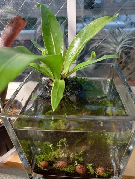タニワタリ