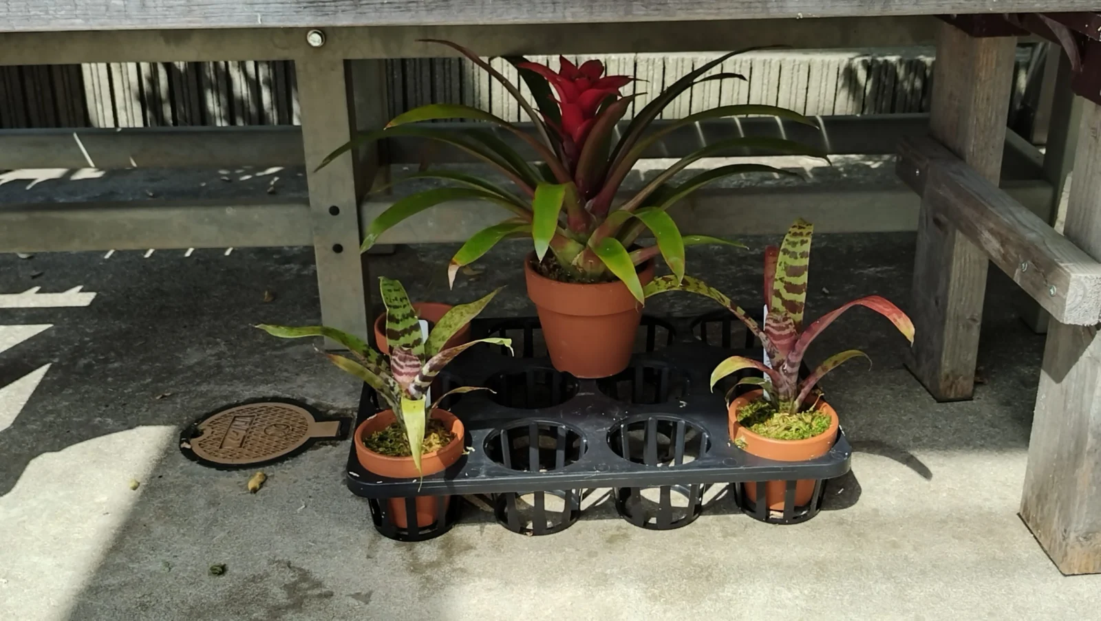 グズマニア　エンパイア　フリーセア　スプレンデンス