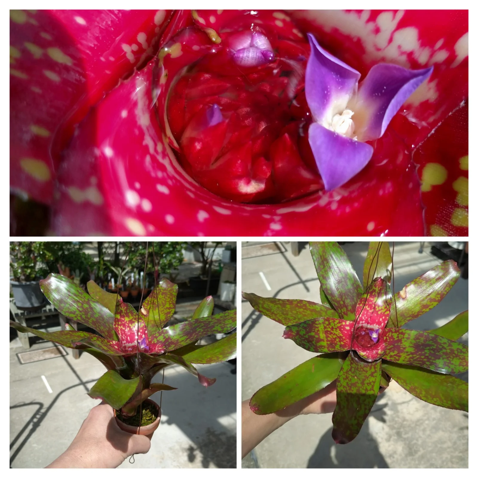 ネオレゲリア　バブリシャス