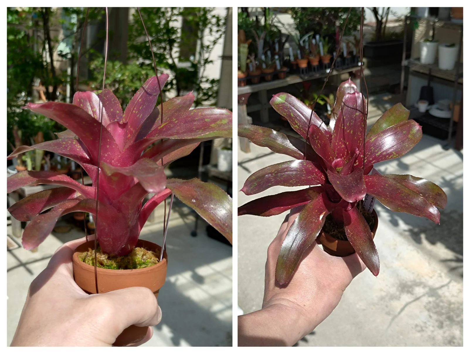 ネオレゲリア　べシート