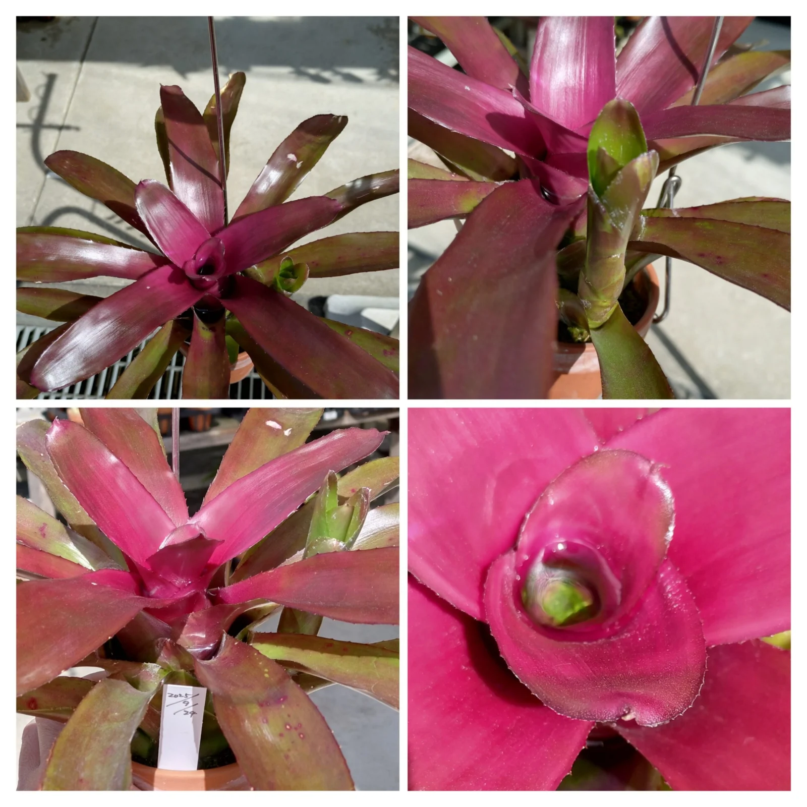 ネオレゲリア　グラナダ