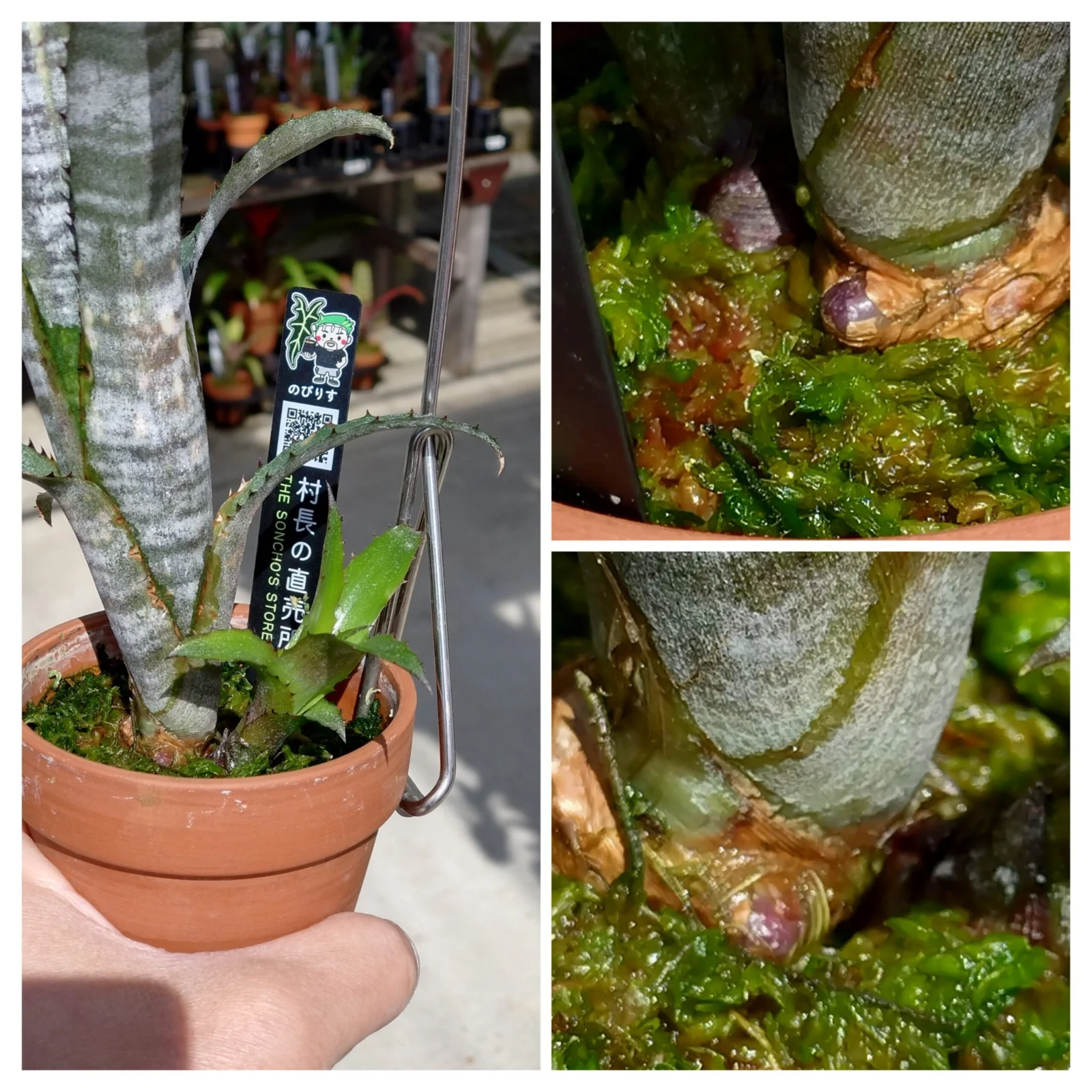 ビルベルギア　パイプライン