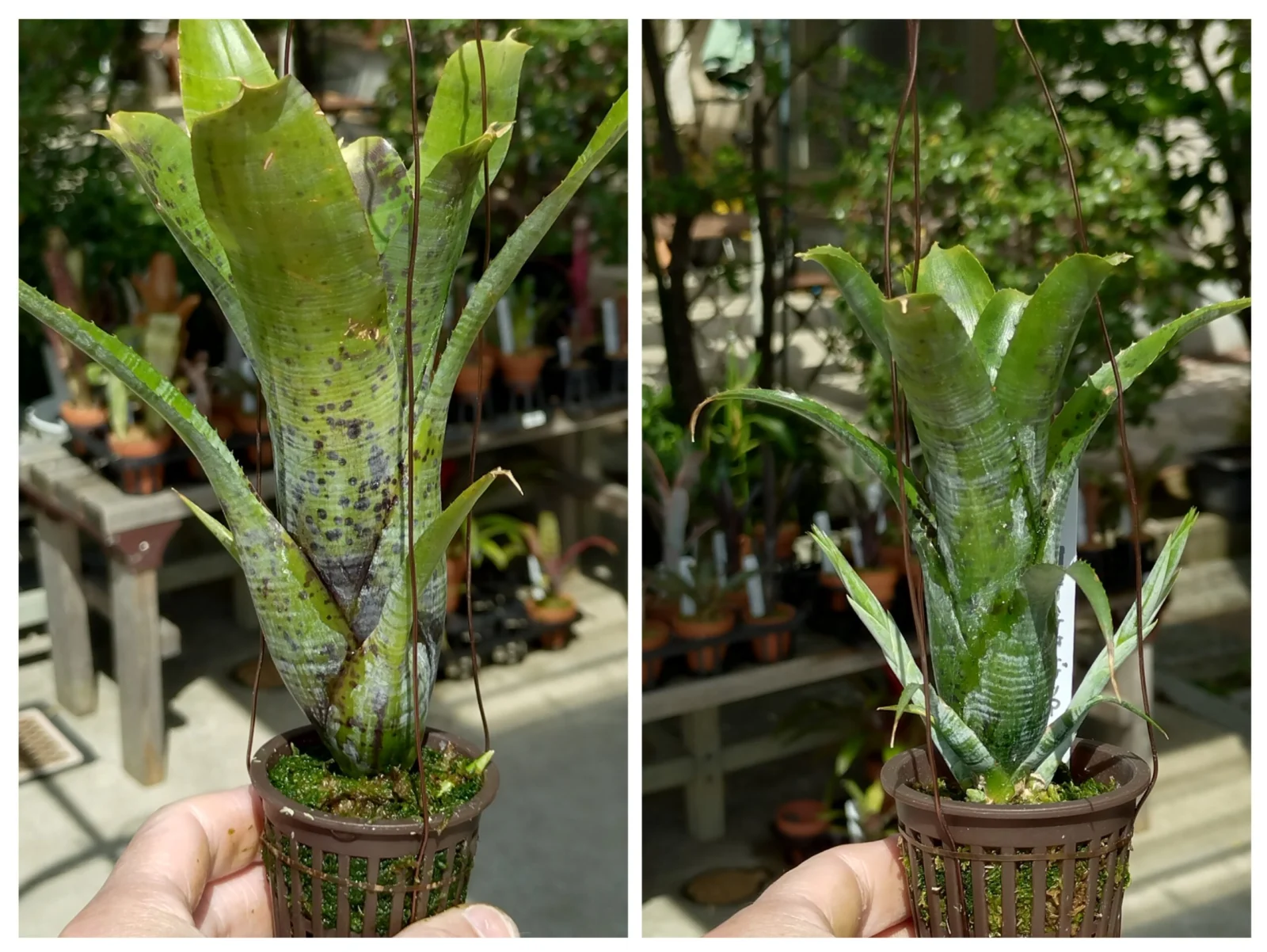 ネオレゲリア　パウシフローラ　パウシフローラジャイアントフォーム