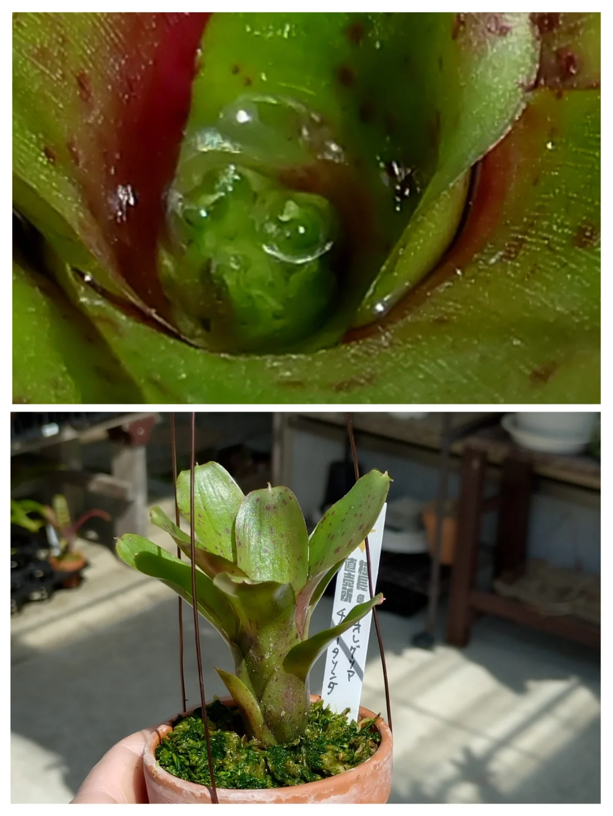 ネオレゲリア　チキータリンダ