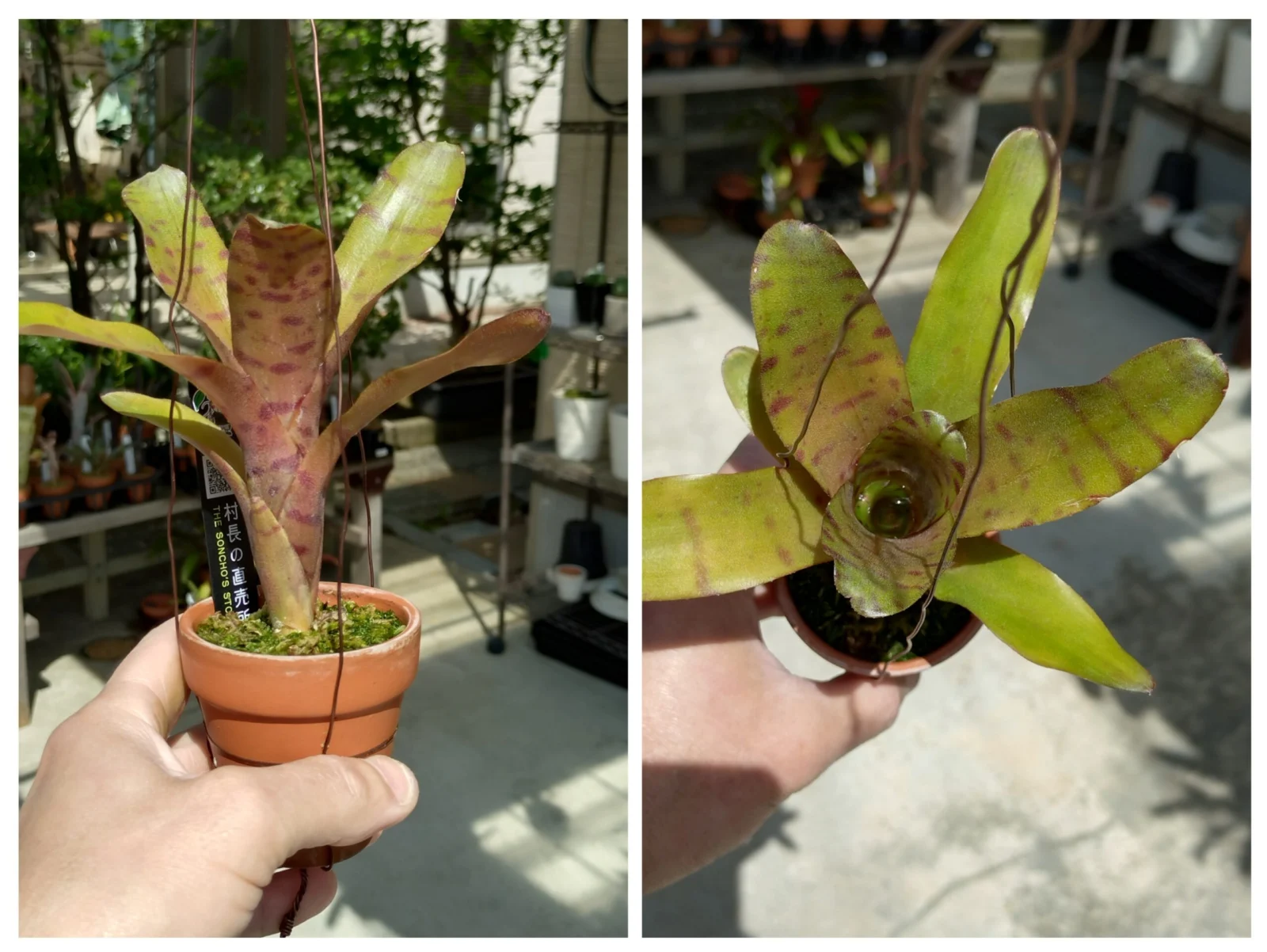 ネオレゲリア　ドルチェデレチェ