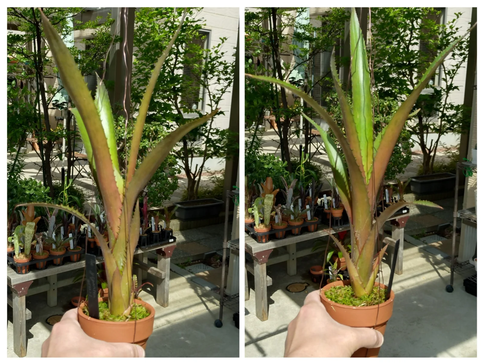 エクメア　ギガンテア