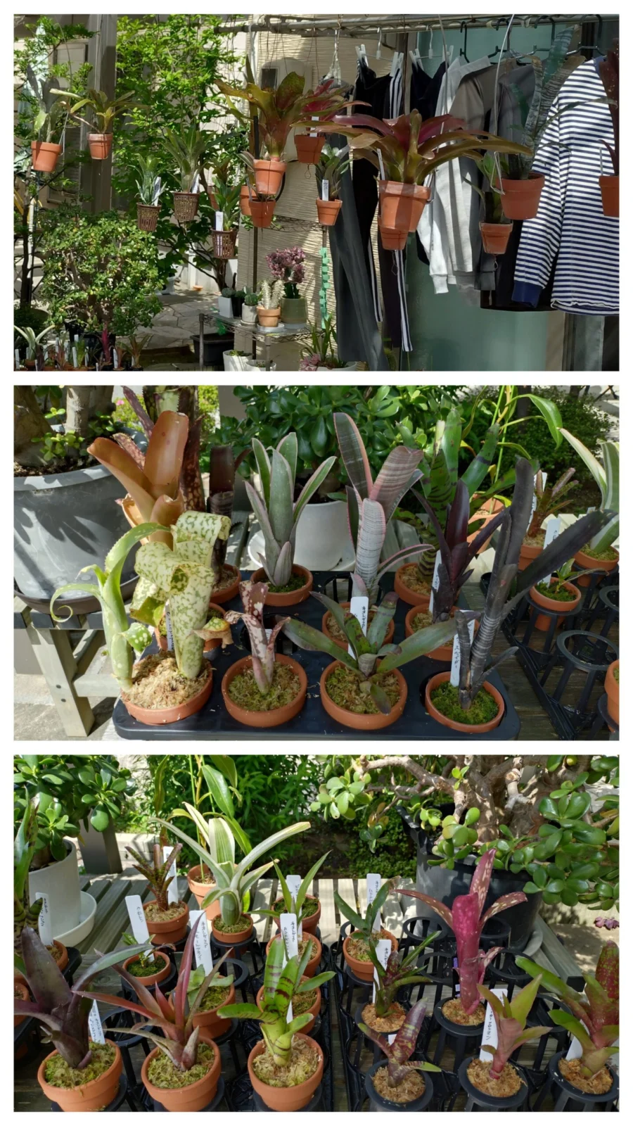 ネオレゲリア　ビルベルギア　エクメア