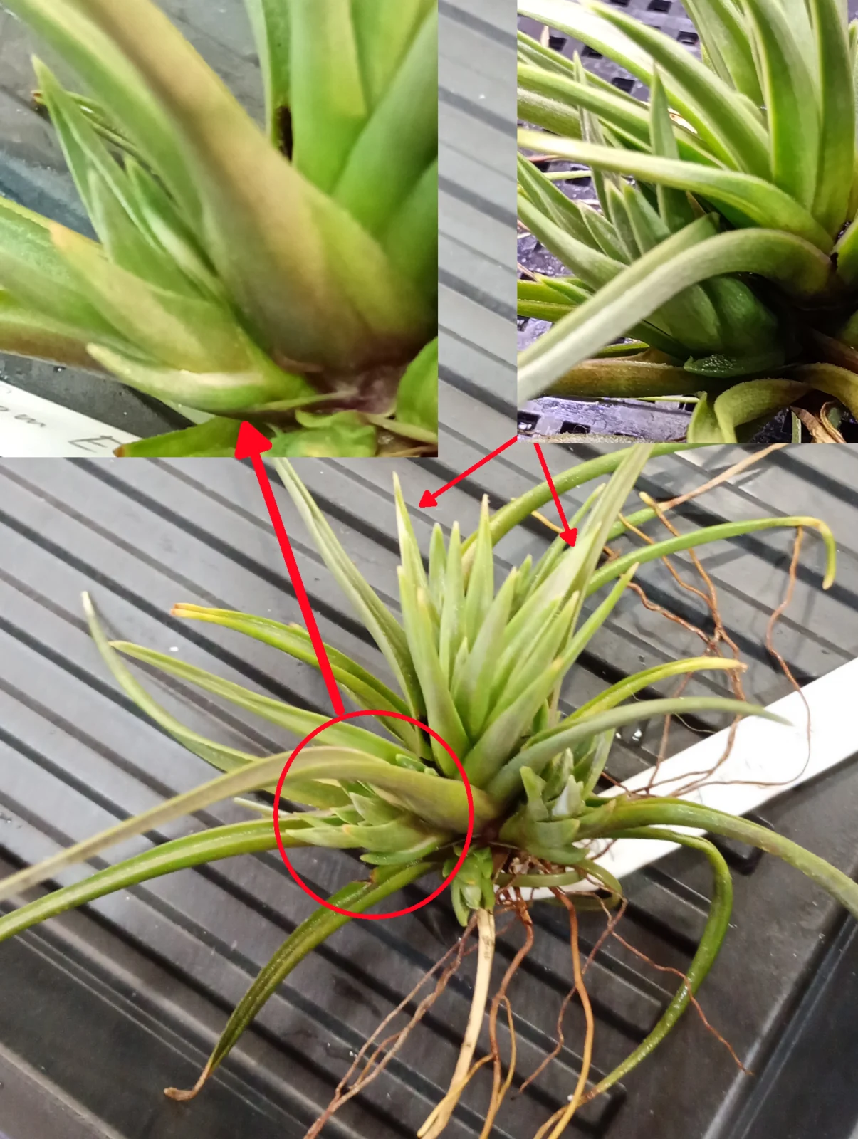 ティランジア　ロサセア　斑入り