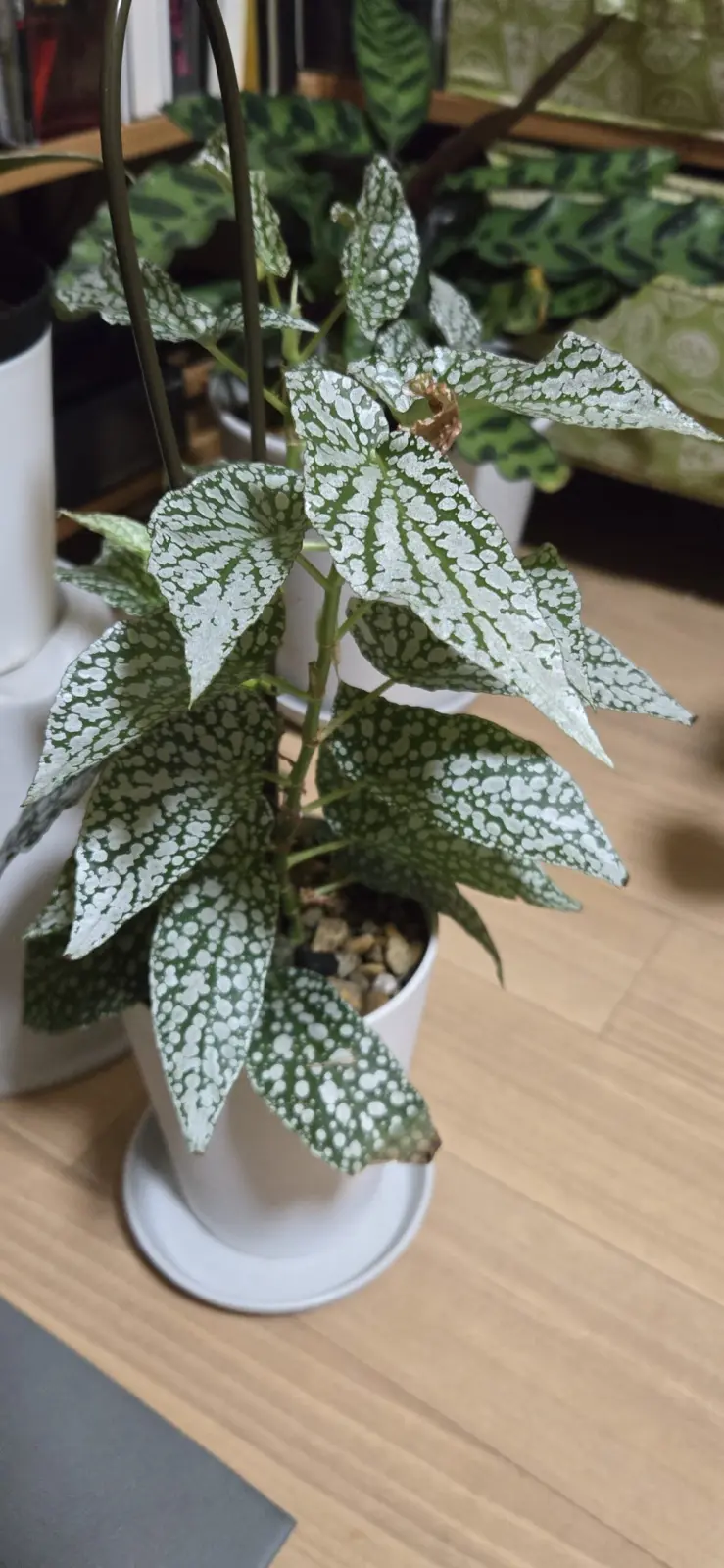 ベゴニア ホワイトアイス