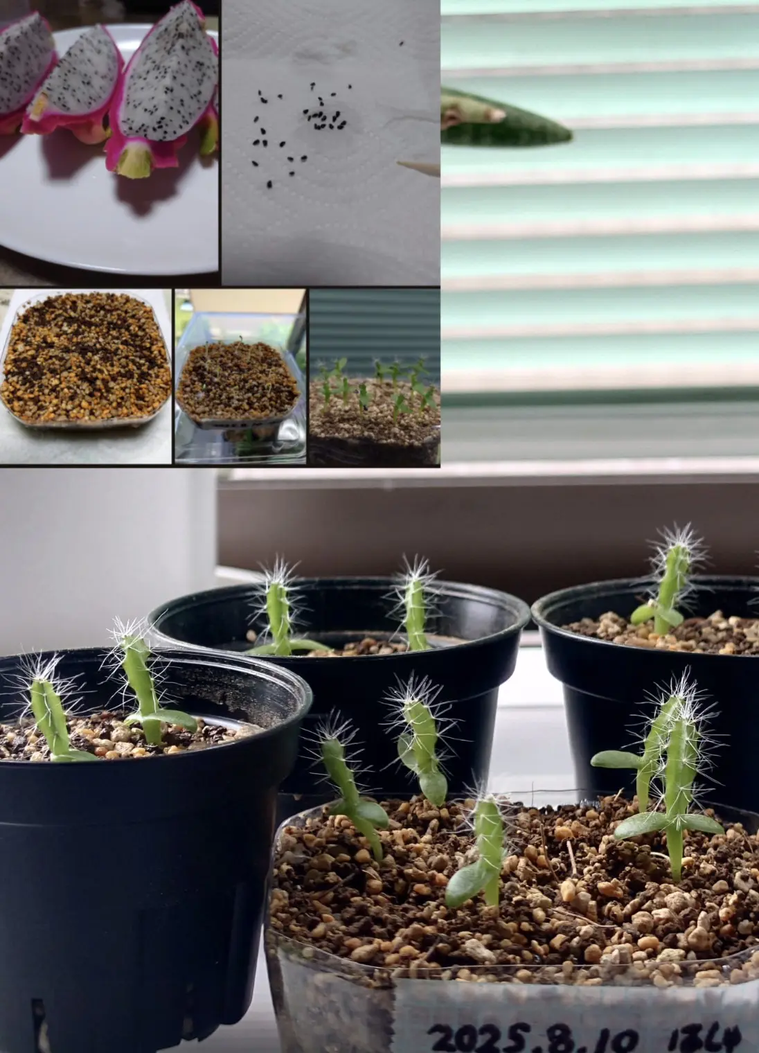 ドラゴンフルーツ / ピタヤ