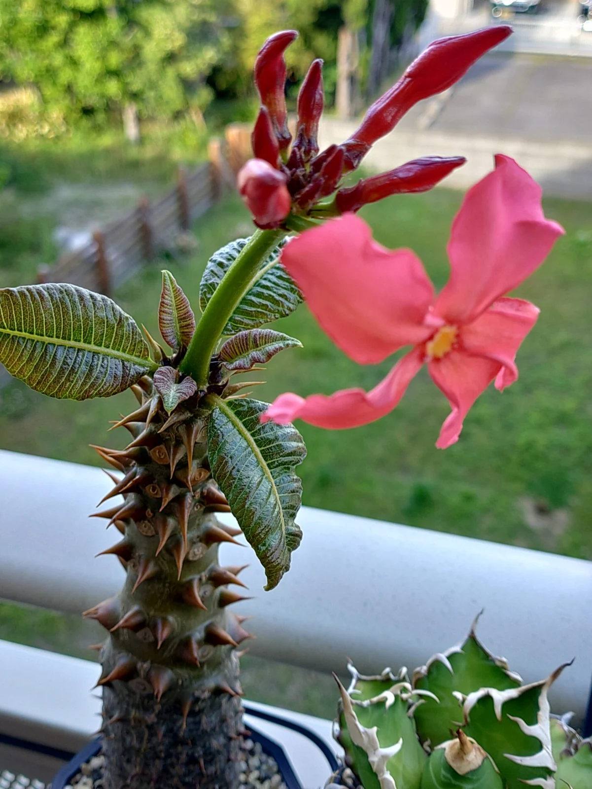 パキポディウム バロニー 花