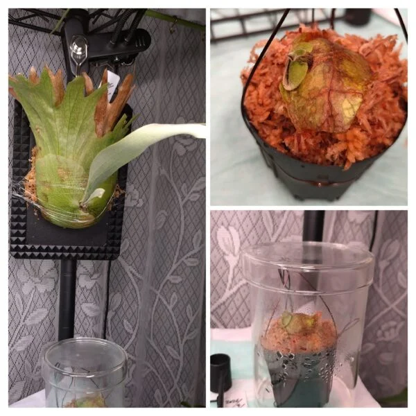 ビカクシダ