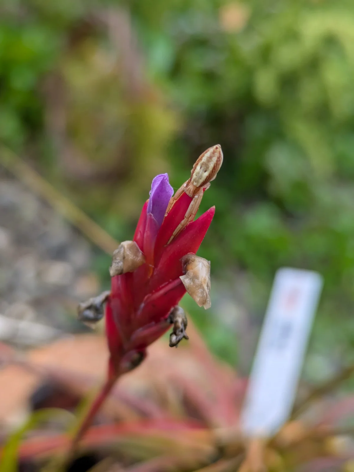 チランジア　デュラの花に擬態するクモ