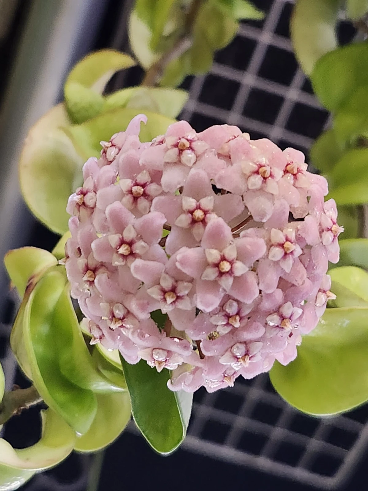 ホヤ カルノーサコンパクタ 開花