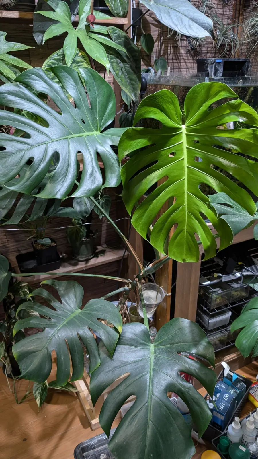 モンステラ　デリシオーサ