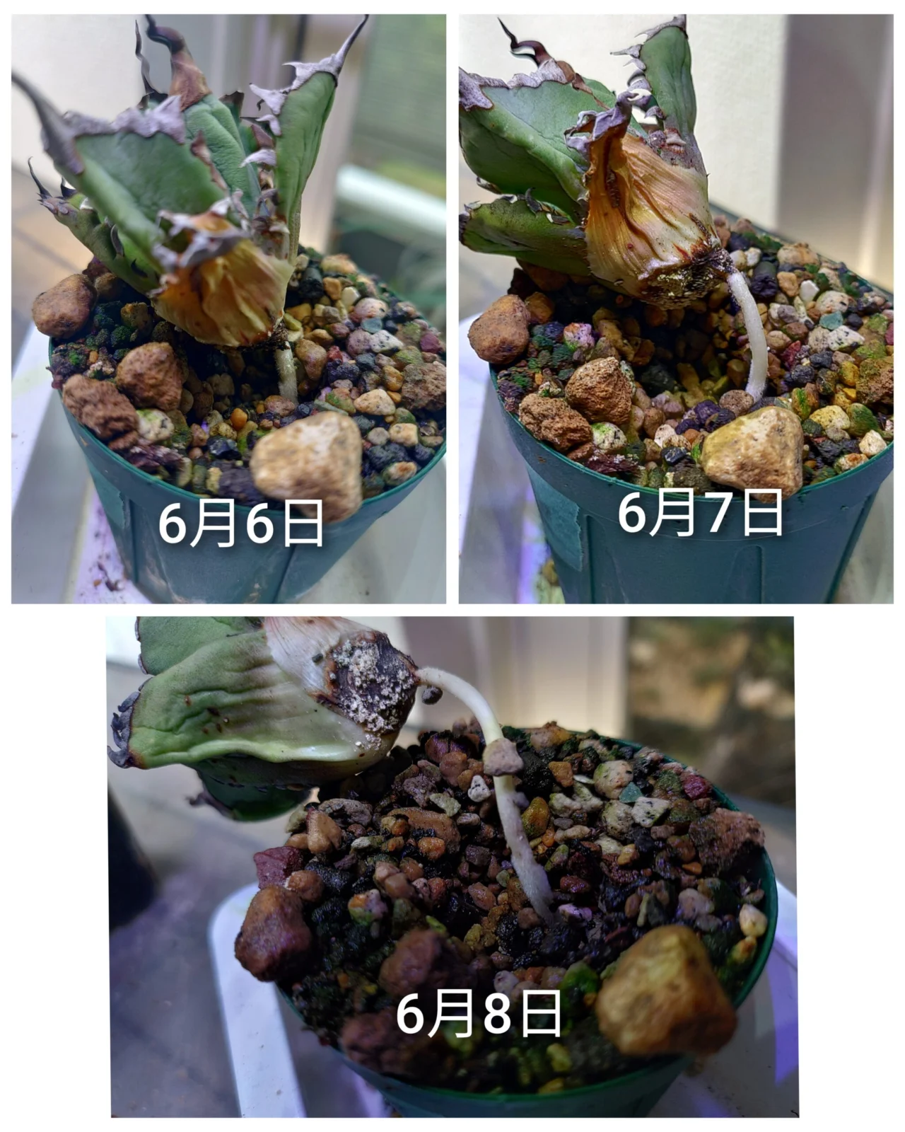 アガベ チタノタ 発根