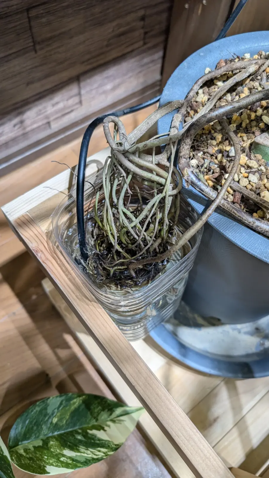 モンステラ　デリシオーサ