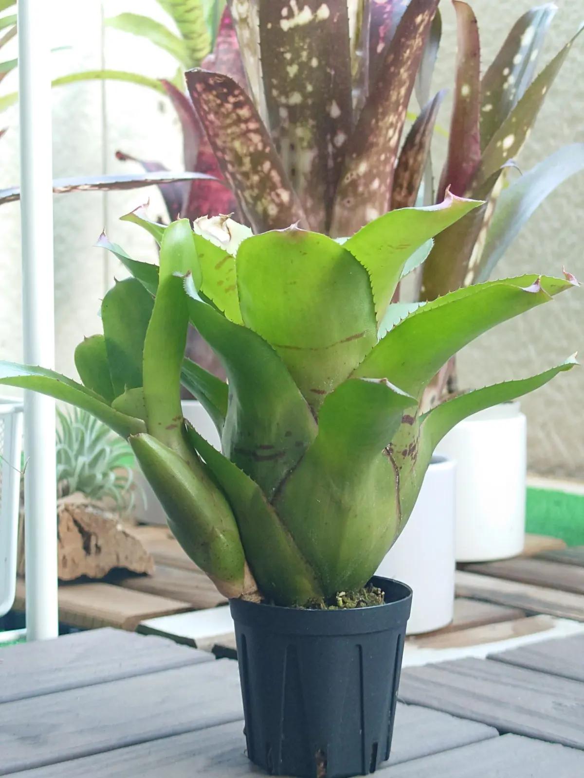 ネオレゲリア バイラドラ