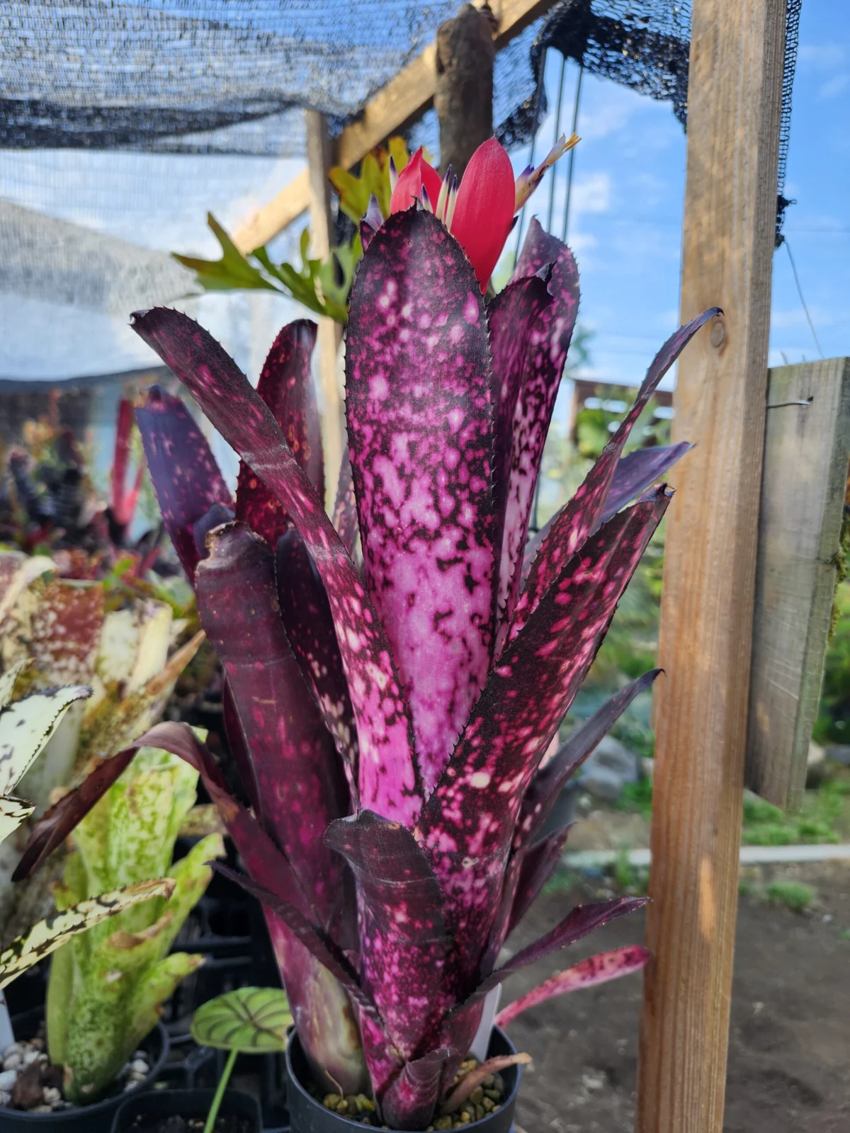 ビルベルギア　ビードルマン　開花