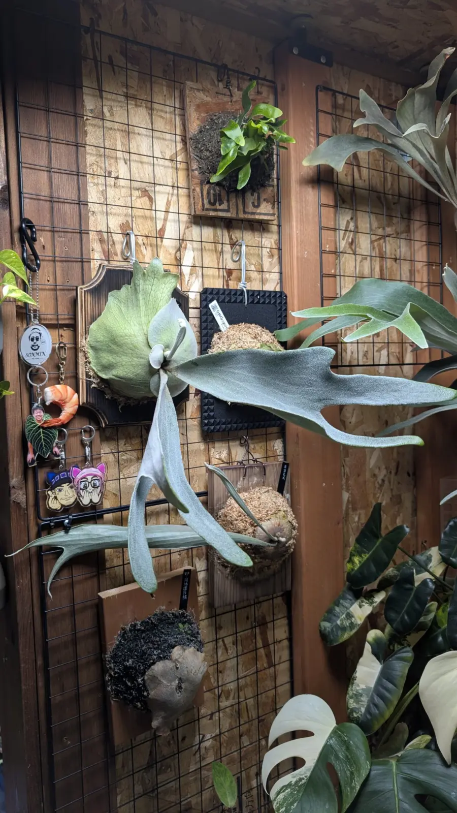 ビカクシダ　ベイチー