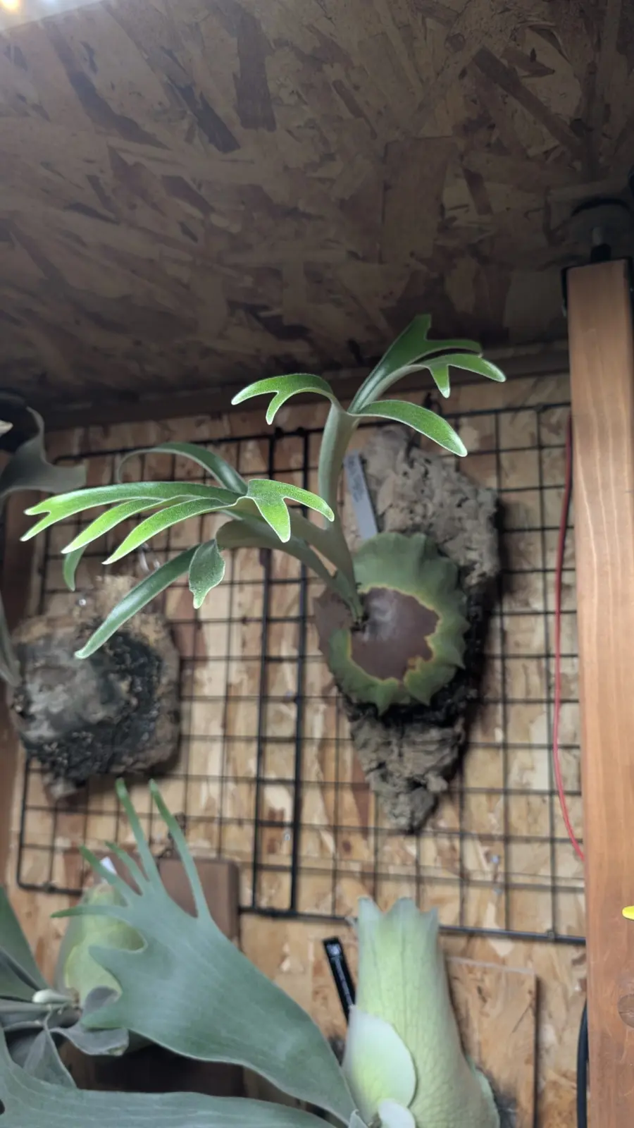 ビカクシダ　アルシコリネ　マダガスカル