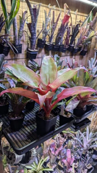 エクメア　タヨエンシス