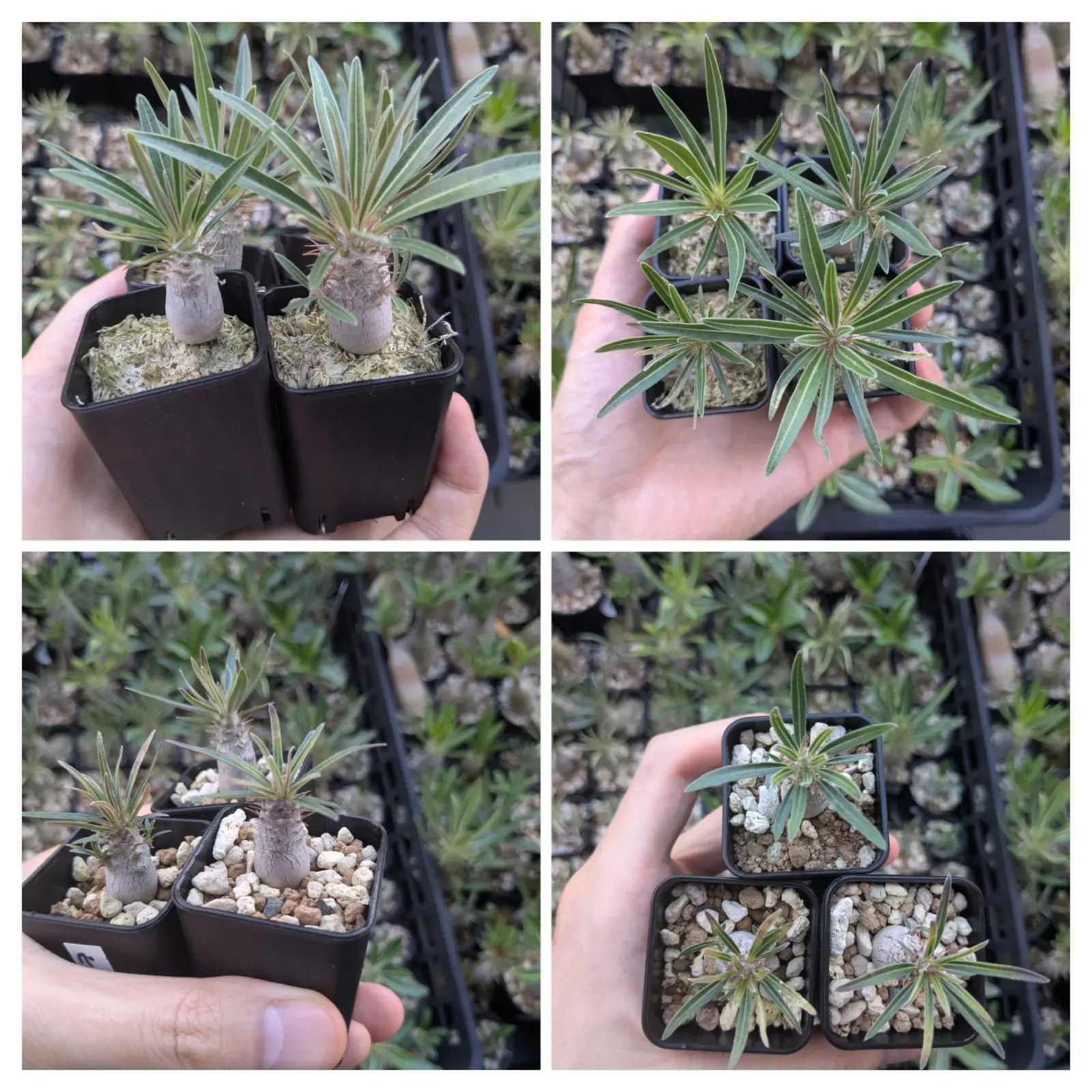 パキポディウム グラキリス 水苔実験